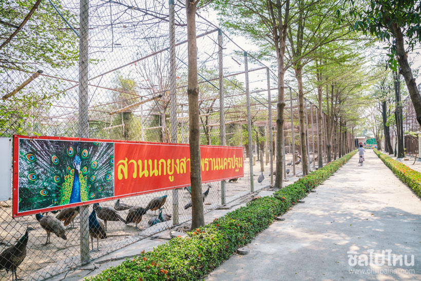 9. Peacock Raindia and Sheep Farm Nakhon Phrathom 1