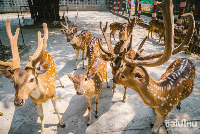 9. Peacock Raindia and Sheep Farm Nakhon Phrathom 3