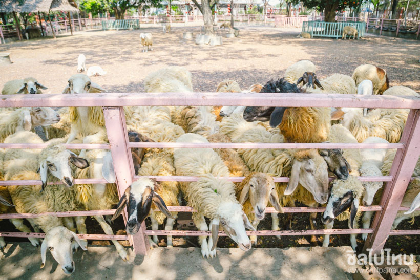 9. Peacock Raindia and Sheep Farm Nakhon Phrathom 4