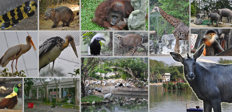 Dusit Zoo 1